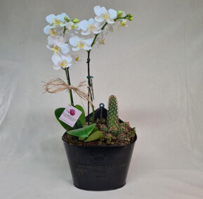Mini Orquídia Branca com Cacto